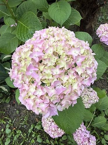 kol bitkiləri: Zəif çəhrayı-açıq krem rəng keçidli ortanca (Hydrangea macrophylla) — 1
