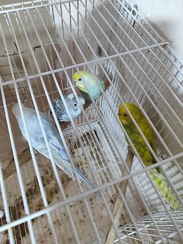 Hazır erkək və dişi quşlar. bəziləri 1-2 dəfə bala verib. 2 erkək 3