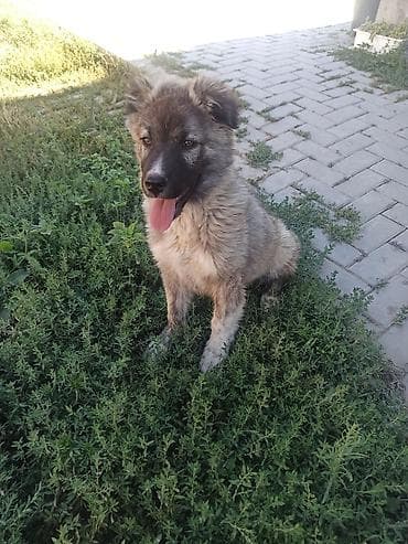 Qafqaz çoban iti, 2 ay, Erkek, Ödənişli çatdırılma, Ünvandan götürmə