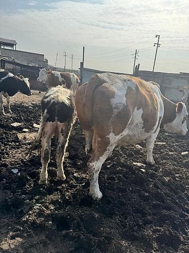 Рогатый скот: Simmental və holşteyn friz inəklər satılır. Hər ikisi 2 aydan az — 7