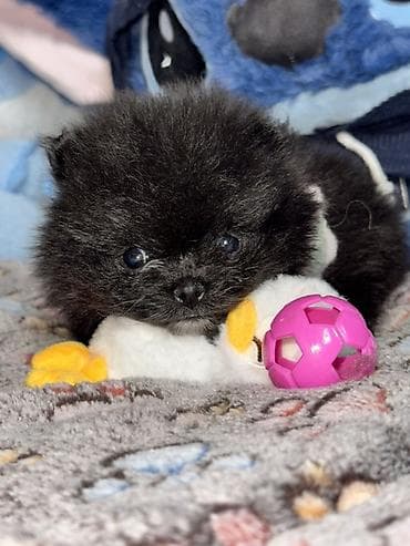 Şpitz, 1 ay, Erkek, Peyvəndli, Ödənişli çatdırılma