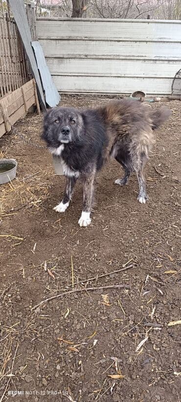 Qafqaz çoban iti, 2 ay, Erkek, Cütləşmə üçün, Ünvandan götürmə, Ödənişli çatdırılma