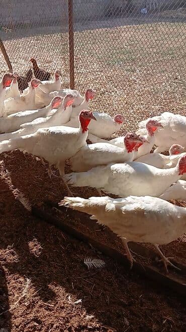 İtlər: Saglam heyvanlar 4 5 kq ətləri var — 2