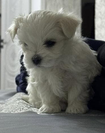 Digər heyvanlar: Malta bolonka — 4