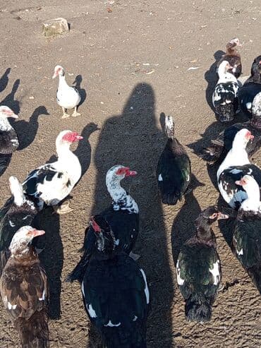 Keçi, çəpiş: Dişi, | Lal ördək, Damazlıq, Ünvandan götürmə — 1