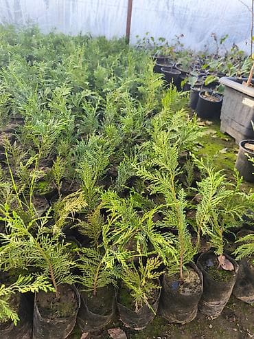 Leylandra . Thuja (qayınmazı) şitilləri – iynəyarpaq həmişəyaşıl