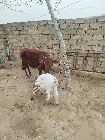 heyvanlara verilən adlar: Ana bala inek erkey bala — 2