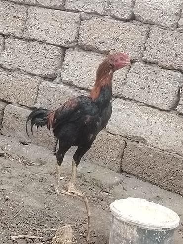 Другие с/х животные: Heyvan isdəyən buyursun amma süper cinsi hərəsi bir birindən — 6