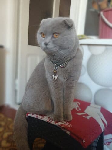 Pişiklər: Şotland yastı qulaq, Erkək, Yaxşı əllərə — 1