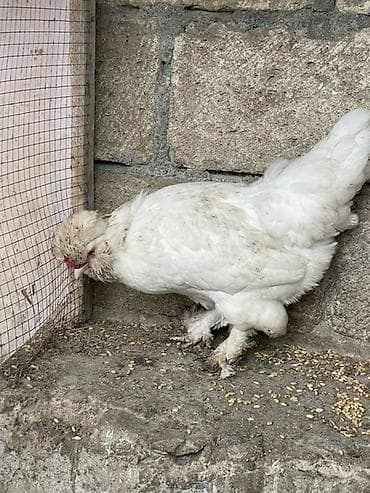 Курица, Для разведения, Платная доставка, Доставка в районы, Самовывоз — 2