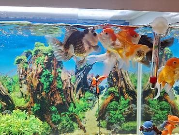 balığlar: Dördbucaq akvarium, Balıqlarla birlikdə, 75 l — 6