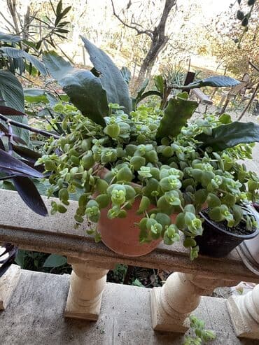 ev qizdiricilari: Xalça — 65