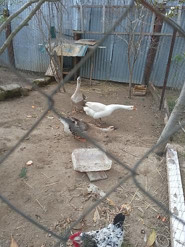 Qaz yumurtaları - Şəkillərdə olan həyət quşlarından toplanmış qaz