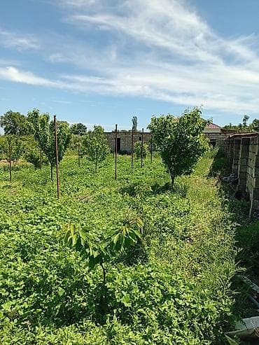 hövsanda ev satılır: 37 sot, Kənd təsərrüfatı, Kupça (Çıxarış) — 6