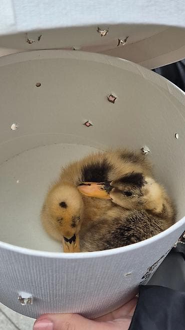 cin bildircin: İki ördək balası - Sayı: 2 ədəd balaca ördək - Rəng: Sarı-qonur — 1