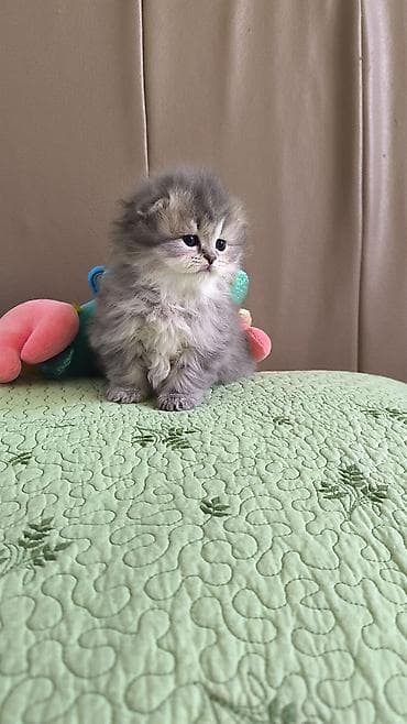 pişik evləri: Şotland uzun tüklü — 3