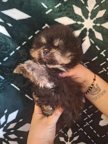 it geyimləri: Şpitz — 7