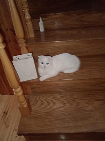 ev heyvanları: Şotland yastı qulaq — 9