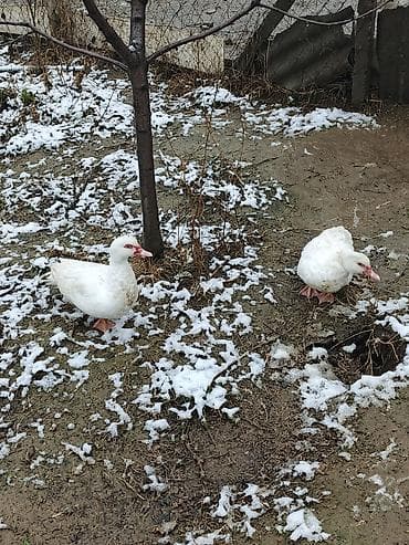 Зоотовары: Muscovy ördəkləri (indi və yerli təsərrüfatdan) - Cins: Muscovy (indi — 1