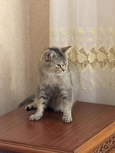 Pişiklər: Şinşilla, Dişi — 3