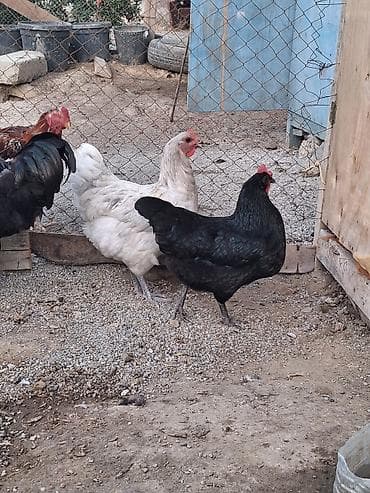 kend colpası: Toyuq, Australorp, Yumurtalıq — 4