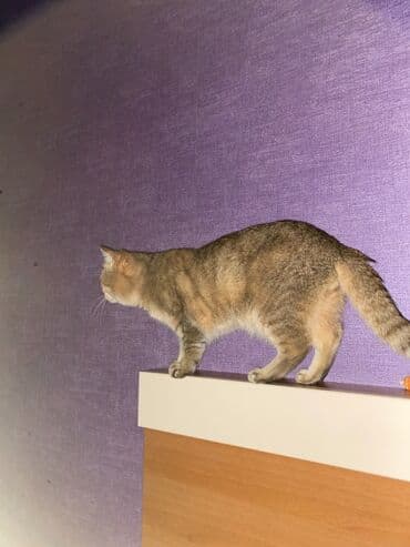 lalafo pişik: Scottish golden şinşilla tabby erkek 70 dişi de dik gulag olsun fold — 3