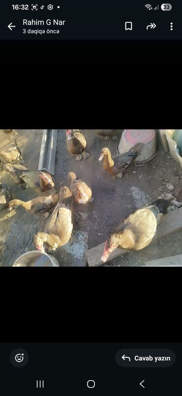 Tutuquşları: 30m dişilə 40m erkəylər 2erkəy 8ədəd diyi — 2