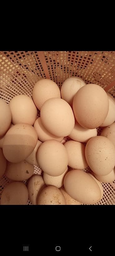 nar satıcı: Teze buramo yumurtasi satilir 30 denedi kime lazm olsa desin hami — 1