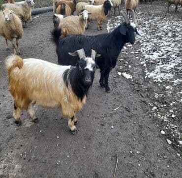 Gəmiricilər: 19 dene biçme kesimlik çekleri 15 20 kq isdən votcapa və ya wekldki — 2