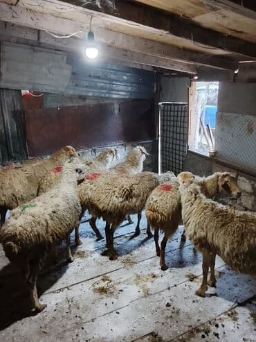 beyləqan sortu qoyun və quzuları: Boğaz qoyunlardi — 1
