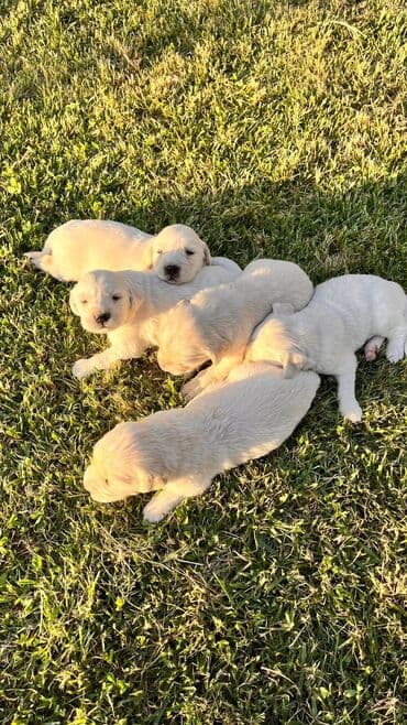 golden retriever qiyməti: Retriever, 1 ay, Erkek, Ünvandan götürmə — 5