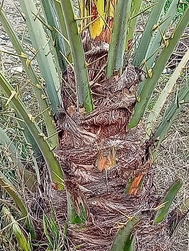 adem ağacı: Xurmanın dekorativ palmisi – həyət və bağ üçün 12 ildi xurma tumunnan — 3