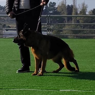balonka it: Alman çoban iti, 2 ay, Dişi, Sənədli, Ünvandan götürmə — 10