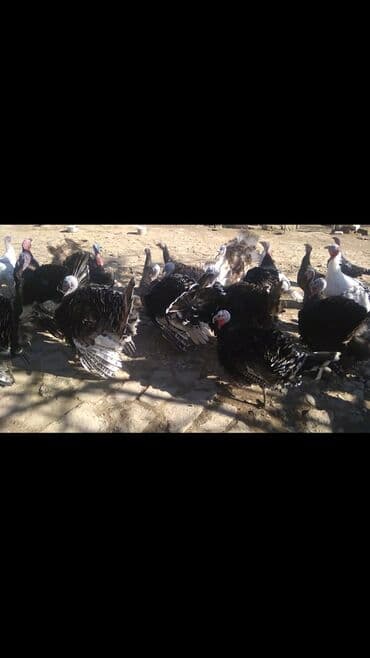 İtlər: Hinduşkalar satılır. 13Xoruz, 13Fərə. Tam təbii yetişən quşlardır — 5