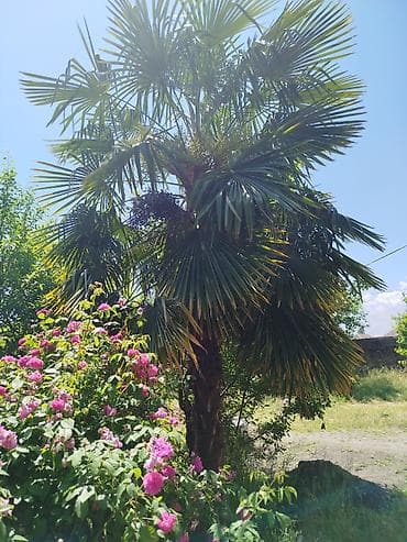 ağac şəkilləri: Trachycarpus fortunei (yelpənək formalı yarpaqları olan soyuğa davamlı — 1