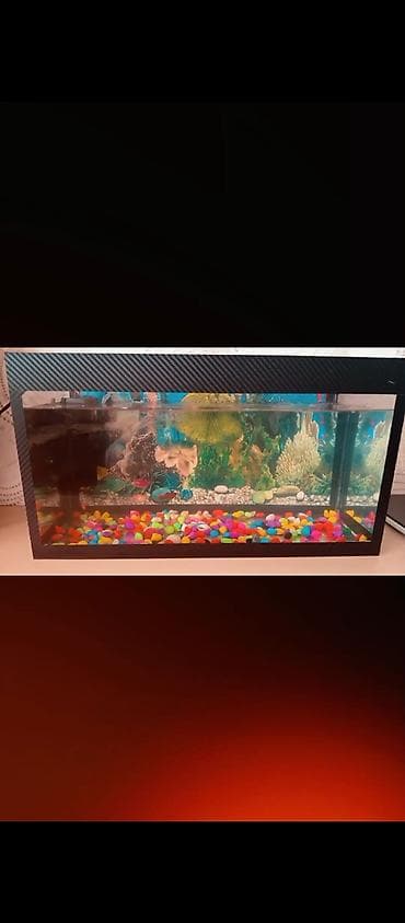 3 balıq +hava filtir+ arxa bəzək+bəzəkdaşlarl+çirkli su təmizləmək