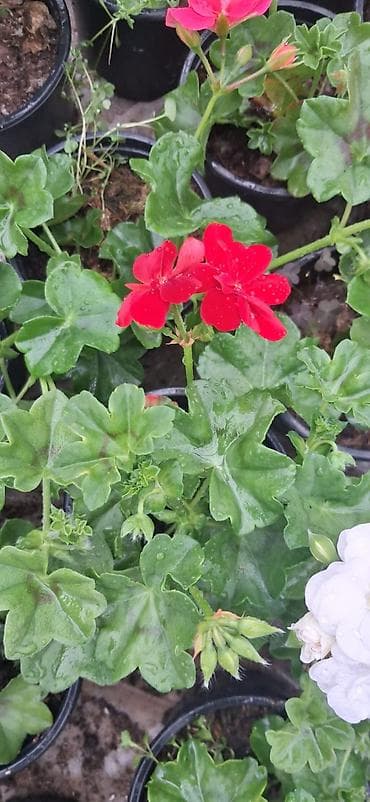 ramaska gulu sekilleri: Məhsul: Saksıda sardunya (Pelargonium) – müxtəlif rənglərdə [TƏK — 10