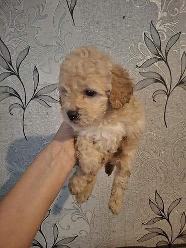 pudel sözünün mənası: Pudel — 1