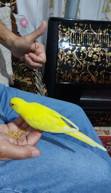 овчарку в добрые руки: 1 aylıg qırmızı göz ələ öyrəşmiş quşdu
sumqayit — 9