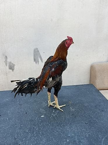 bala itlerin satisi: Xoruz, il: 2, Ünvandan götürmə, Ödənişli çatdırılma — 1