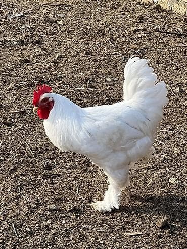 toyug xoruz: Ağ rəngli, saqqallı və ayaqları tüklü xoruz Saıam bunu özum — 3