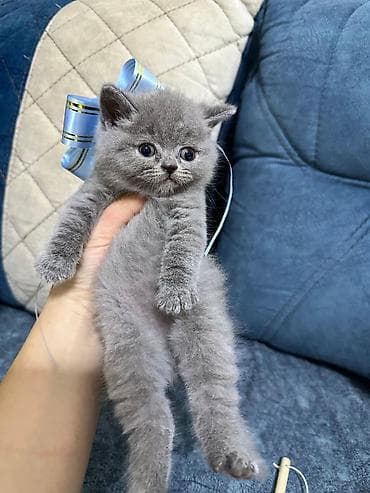 Britan lalafo.az -da Britan