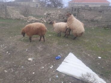 Akvariumlar: Qoyunlar – yerli ətlik və yunlu istiqamət - Şəkillərdə 4 baş iri — 3