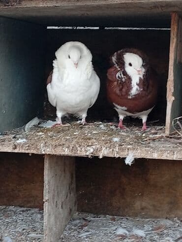 sebzi quşu: Məhsul: Bəzəkli göyərçin cütü – “Jakobin” (qıvrım başlı) Təsvir: - — 5