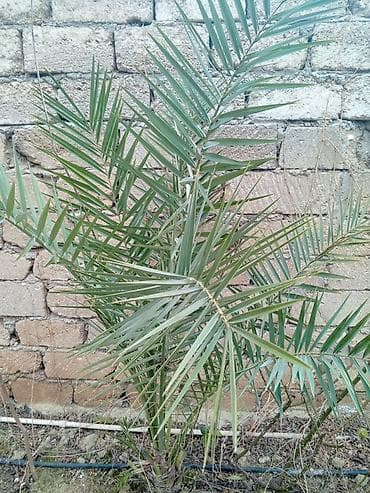 yasil hasar: Xurma palması (Phoenix dactylifera) fidanları (3 ədəd) Boyları: 50sm — 1