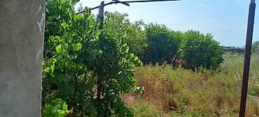 Qarajlar: 50 sot, Mülkiyyətçi, Kupça (Çıxarış) — 10