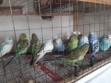 Quşlar 10azn fikri ciddi olan vatcapda yazsin sumqayìt lalafo.az -da Quşlar 10azn fikri ciddi olan vatcapda yazsin sumqayìt