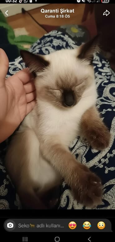 шотландская серебристая шиншилла купить: Сиамская — 4