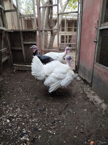 Digər kənd təsərrüfatı heyvanları: Erkək, Damazlıq — 8