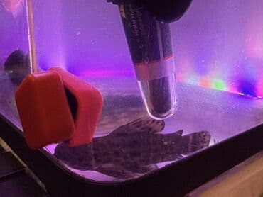 panda baligi: LED işıqlı akvarium seti - Şəffaf plastik gövdəli, qapaqlı akvarium - — 3